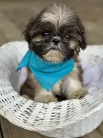 Tiny imperial shih tzu male, a male Shih Tzu for sale in Gordo, AL – 1 of 6