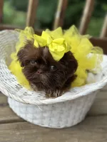 Tiny imperial shih tzu female, a female Shih Tzu for sale in Gordo, AL – 3 of 9