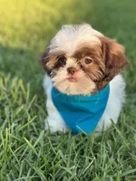 Imperial Shih Tzu, a male Shih Tzu for sale in Gordo, AL – 4 of 4