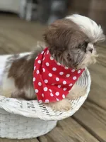 Imperial shih tzu male, a male Shih Tzu for sale in Gordo, AL – 3 of 7