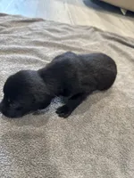 Alfalfa, a male German Shorthaired Pointer and Labrador Retriever for sale in Milton, FL – 2 of 3