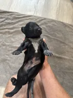 Mace, a male German Shorthaired Pointer and Labrador Retriever for sale in Milton, FL – 2 of 3