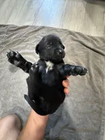 Alfalfa, a male German Shorthaired Pointer and Labrador Retriever for sale in Milton, FL – 3 of 3