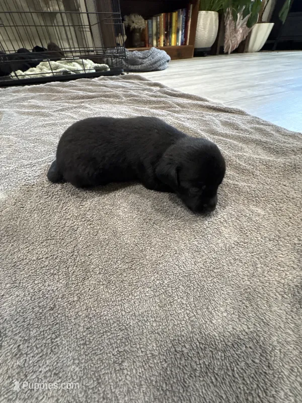 Alfalfa – German Shorthaired Pointer, Labrador Retriever puppy for sale in Milton, FL