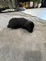 Alfalfa, a male German Shorthaired Pointer and Labrador Retriever for sale in Milton, FL – 1 of 3