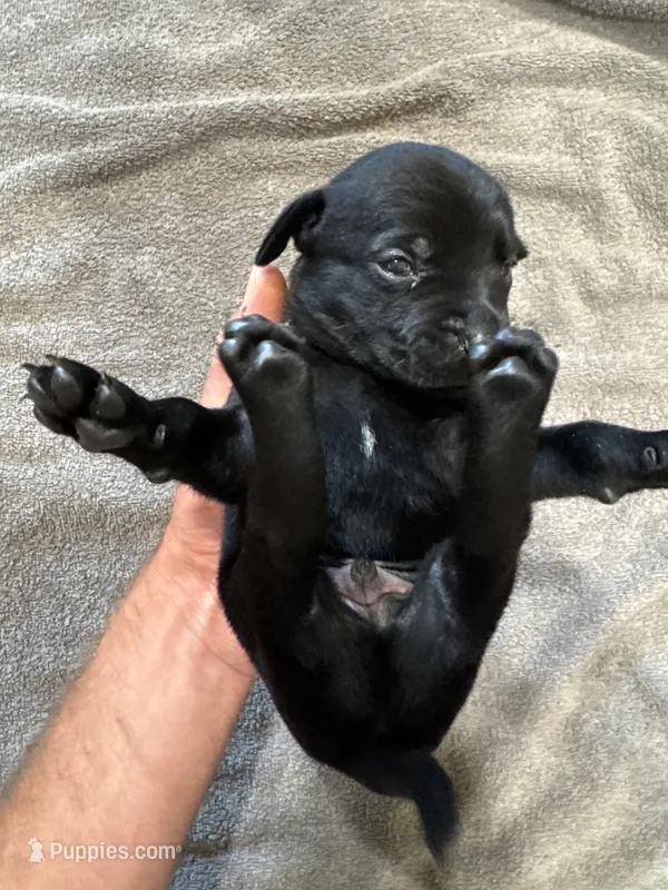 Juniper – German Shorthaired Pointer, Labrador Retriever puppy for sale in Milton, FL