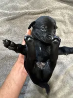 Juniper, a male German Shorthaired Pointer and Labrador Retriever for sale in Milton, FL – 1 of 3