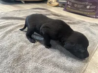 Pepper, a female German Shorthaired Pointer and Labrador Retriever for sale in Milton, FL – 4 of 4
