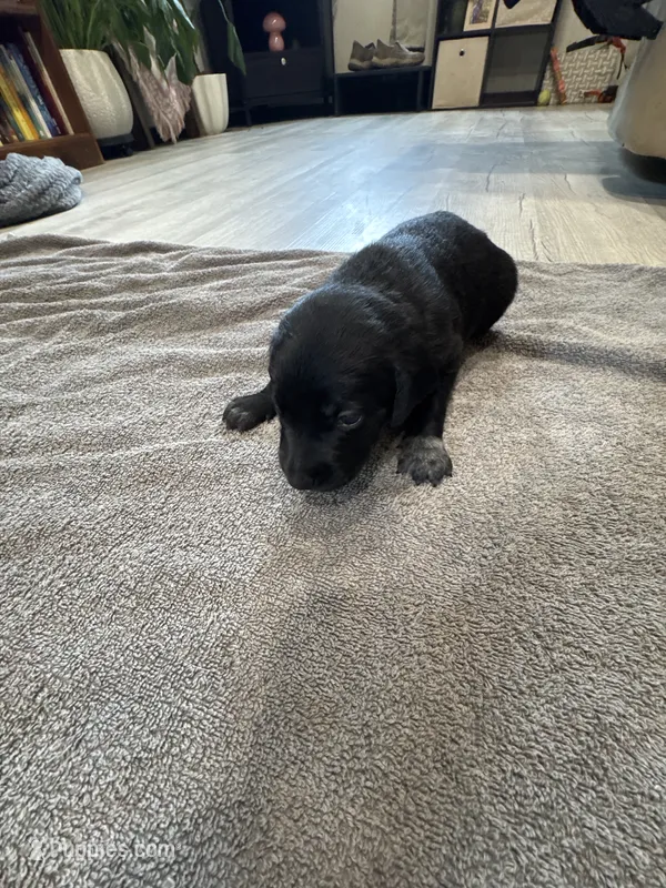 Mace – German Shorthaired Pointer, Labrador Retriever puppy for sale in Milton, FL