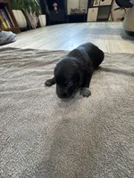 Mace, a male German Shorthaired Pointer and Labrador Retriever for sale in Milton, FL – 1 of 3