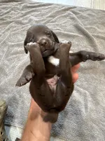 Clove, a male German Shorthaired Pointer and Labrador Retriever for sale in Milton, FL – 2 of 4