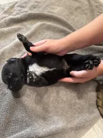 Dill, a male German Shorthaired Pointer and Labrador Retriever for sale in Milton, FL – 4 of 4