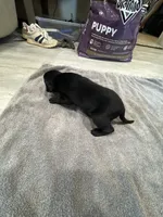 Juniper, a male German Shorthaired Pointer and Labrador Retriever for sale in Milton, FL – 2 of 3