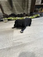 Dill, a male German Shorthaired Pointer and Labrador Retriever for sale in Milton, FL – 3 of 4