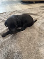 Pepper, a female German Shorthaired Pointer and Labrador Retriever for sale in Milton, FL – 2 of 4