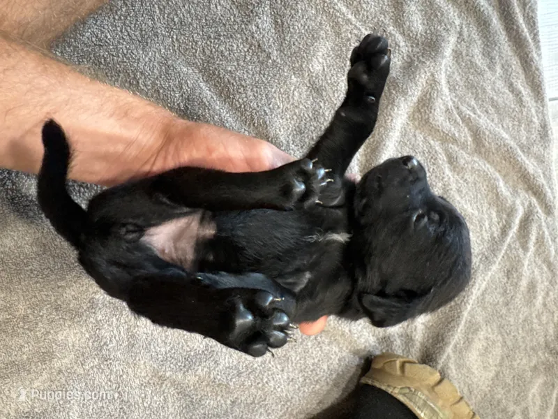 Pepper – German Shorthaired Pointer, Labrador Retriever puppy for sale in Milton, FL