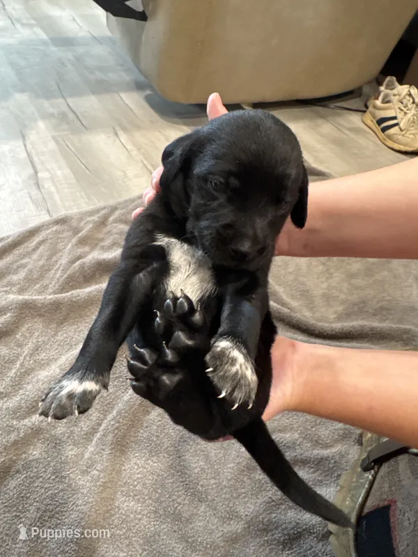 Dill – German Shorthaired Pointer, Labrador Retriever puppy for sale in Milton, FL