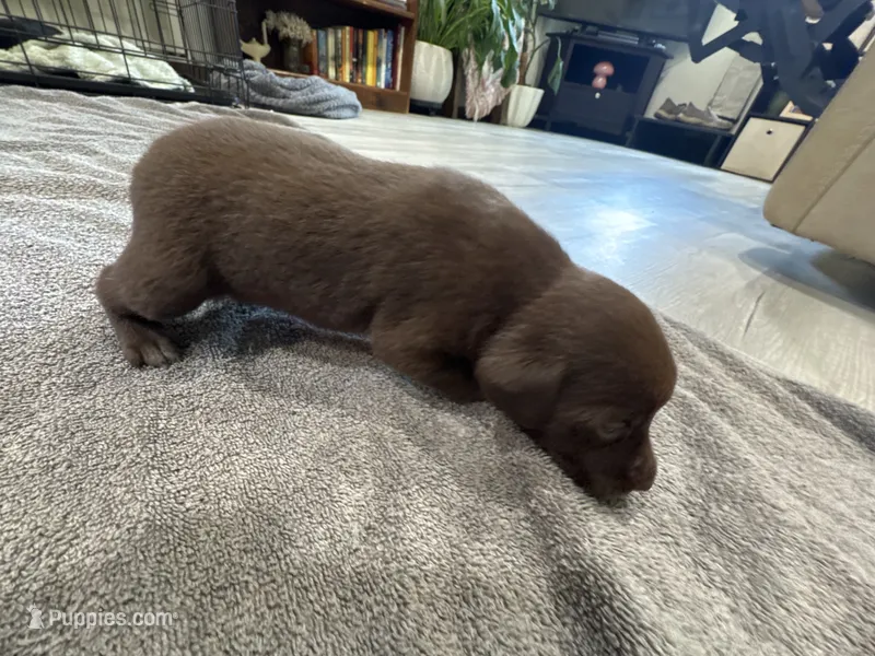 Clove – German Shorthaired Pointer, Labrador Retriever puppy for sale in Milton, FL