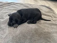 Mace, a male German Shorthaired Pointer and Labrador Retriever for sale in Milton, FL – 3 of 3