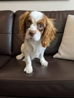 Siggy, a male Cavalier King Charles Spaniel for sale in West Newbury, MA – Photo 4 of 4