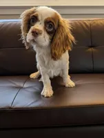Siggy, a male Cavalier King Charles Spaniel for sale in West Newbury, MA – Photo 3 of 4