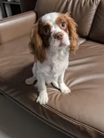 Siggy, a male Cavalier King Charles Spaniel for sale in West Newbury, MA – Photo 2 of 4