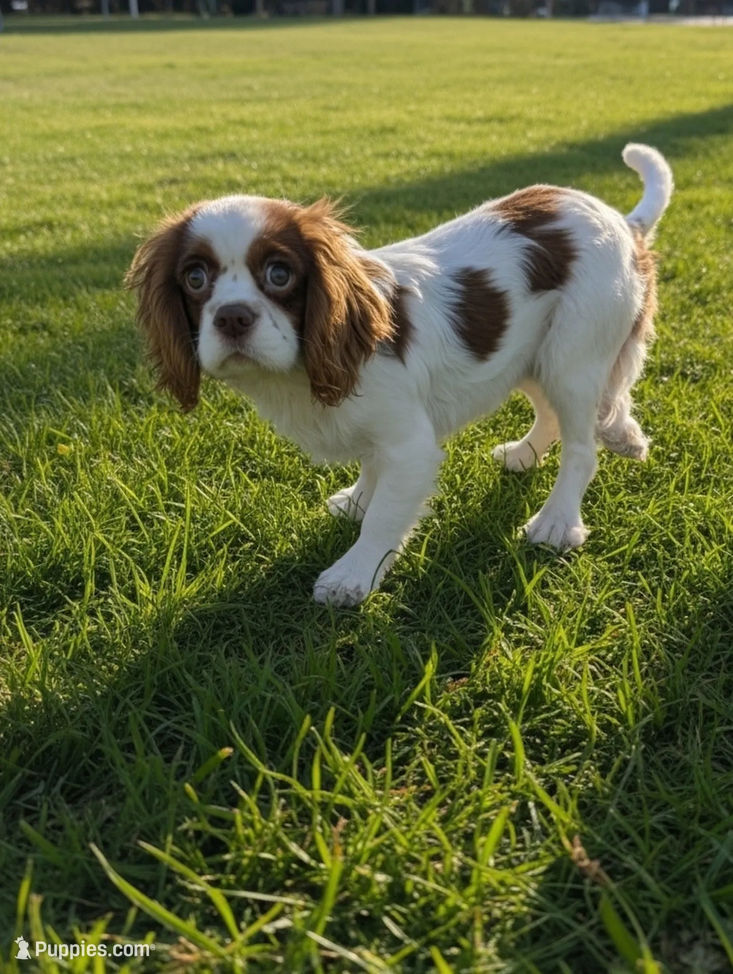 Siggy, a male Cavalier King Charles Spaniel for sale in West Newbury, MA – Photo 1 of 4