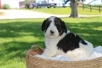 Harvey, a male Bernedoodle for sale in Knob Noster, MO – 4 of 4