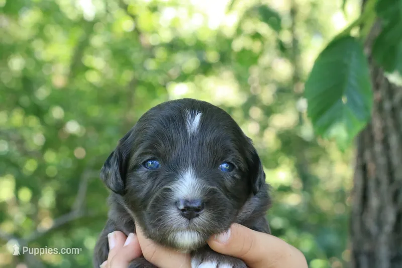Markie  – Aussiedoodle puppy for sale in Knob Noster, MO