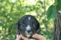 Markie , a male Aussiedoodle for sale in Knob Noster, MO – 1 of 5