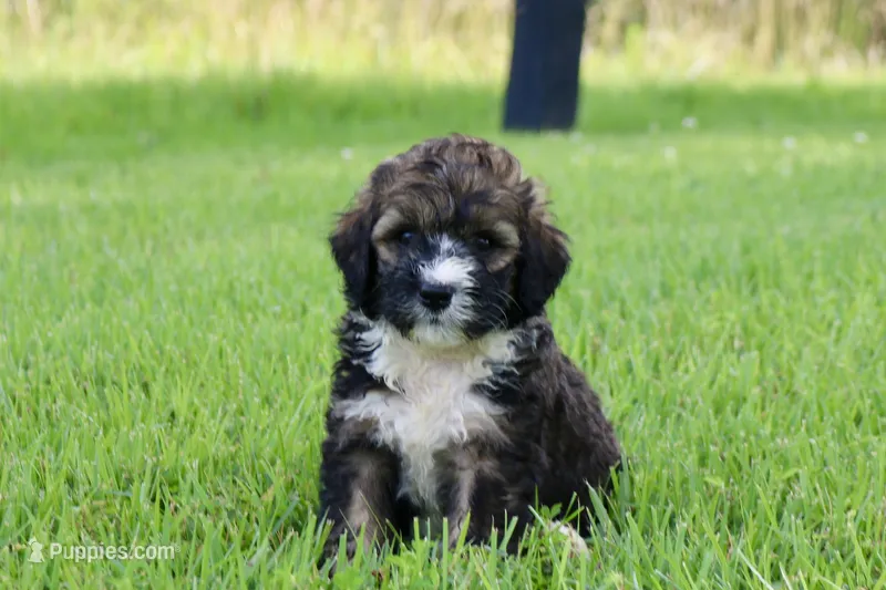 Holly – Poodle - Standard , Miniature Bernedoodle puppy for sale in Knob Noster, MO