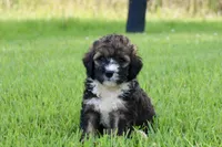 Holly, a male Poodle - Standard  and Miniature Bernedoodle for sale in Knob Noster, MO – 1 of 4