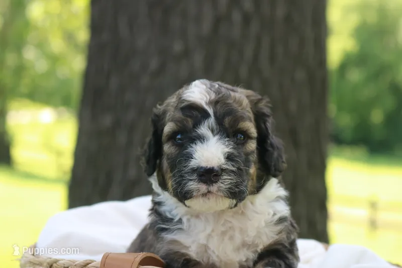 Happy  – Bernedoodle puppy for sale in Knob Noster, MO