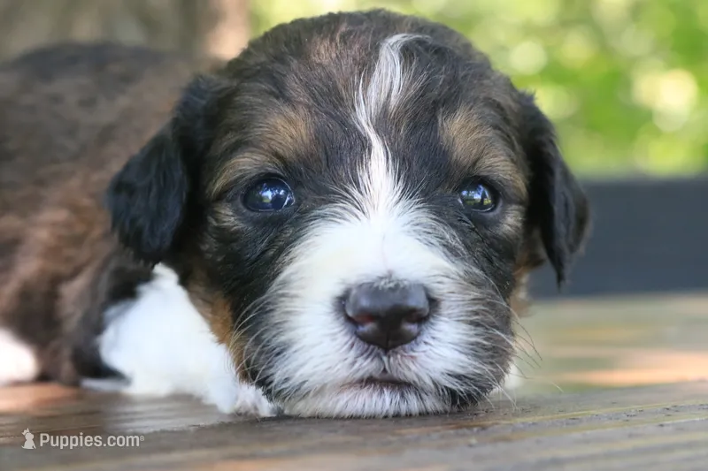 Hugo – Bernedoodle puppy for sale in Knob Noster, MO