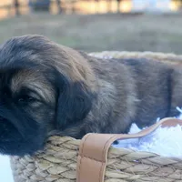 Cassidy, a female Goldendoodle for sale in Knob Noster, MO – Photo 1 of 6