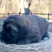 Cassidy, a female Goldendoodle for sale in Knob Noster, MO – Photo 5 of 6