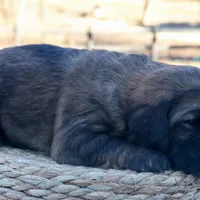 Cassidy, a female Goldendoodle for sale in Knob Noster, MO – Photo 4 of 6