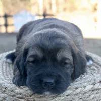 Cassidy, a female Goldendoodle for sale in Knob Noster, MO – Photo 3 of 6