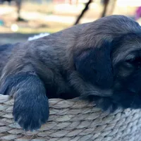 Cassidy, a female Goldendoodle for sale in Knob Noster, MO – Photo 2 of 6
