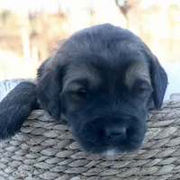 Cassidy, a female Goldendoodle for sale in Knob Noster, MO – Photo 6 of 6