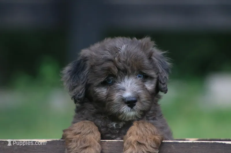 Markie  – Aussiedoodle puppy for sale in Knob Noster, MO