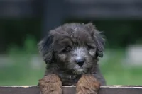 Markie , a male Aussiedoodle for sale in Knob Noster, MO – 1 of 5