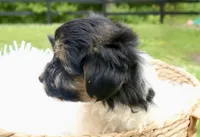 Kate, a female Havapoo for sale in Knob Noster, MO – Photo 2 of 6