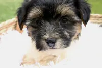 Kate, a female Havapoo for sale in Knob Noster, MO – Photo 4 of 6