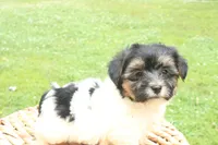 Kate, a female Havapoo for sale in Knob Noster, MO – Photo 6 of 6