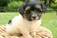 Kate, a female Havapoo for sale in Knob Noster, MO – Photo 5 of 6