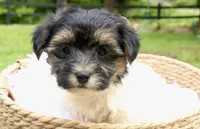 Kate, a female Havapoo for sale in Knob Noster, MO – Photo 1 of 6