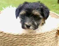 Kate, a female Havapoo for sale in Knob Noster, MO – Photo 3 of 6