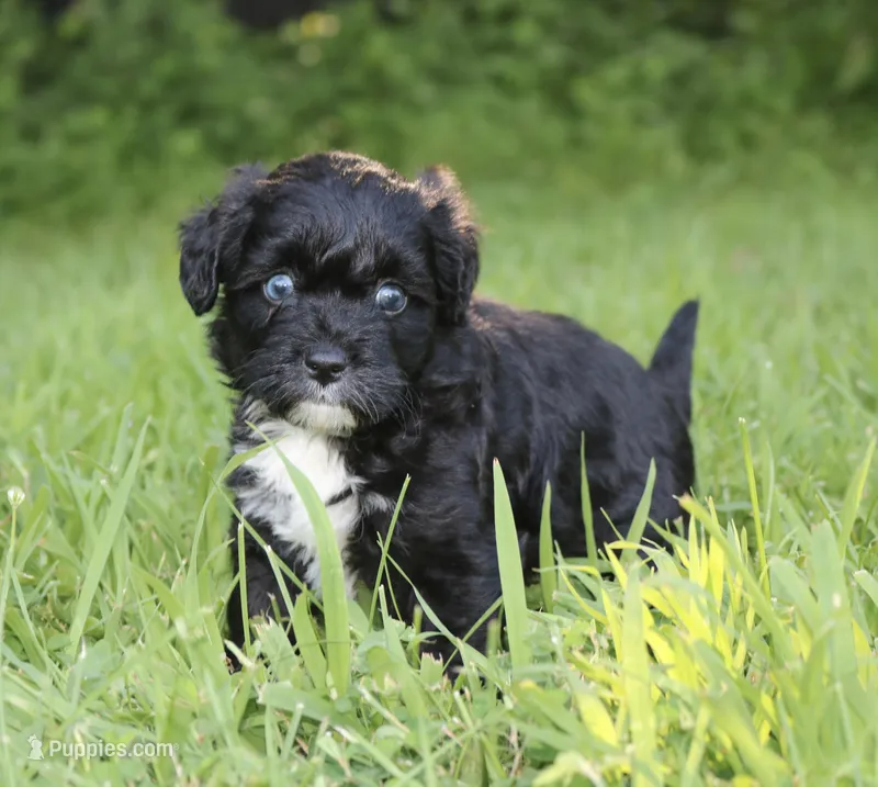 Marley  – Miniature Aussiedoodle puppy for sale in Knob Noster, MO
