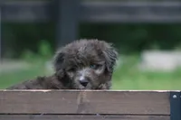 Markie , a male Aussiedoodle for sale in Knob Noster, MO – 4 of 5